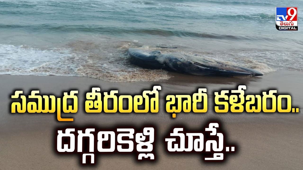 సముద్ర తీరంలో భారీ కళేబరం.. దగ్గరికెళ్లి చూస్తే
