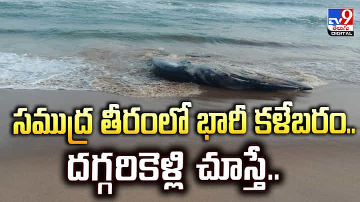 సముద్ర తీరంలో భారీ కళేబరం.. దగ్గరికెళ్లి చూస్తే సముద్ర తీరంలో భారీ కళేబరం.. దగ్గరికెళ్లి చూస్తే