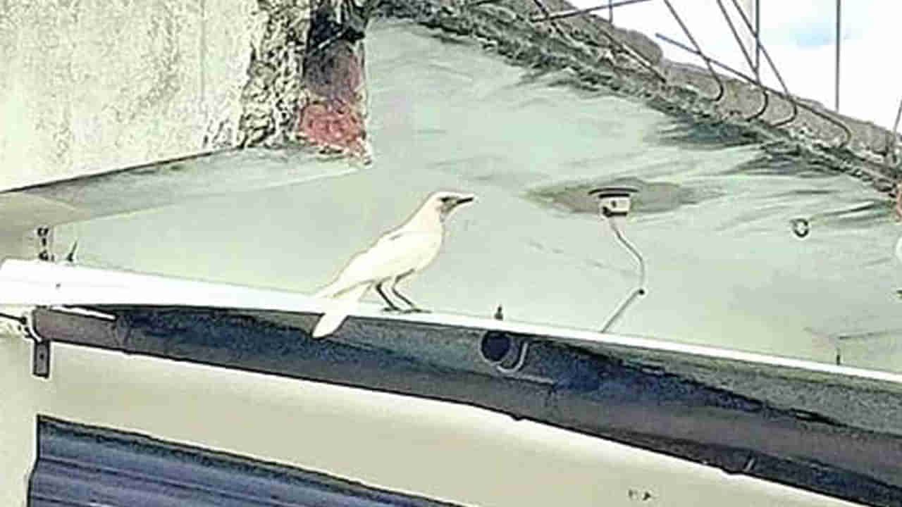 Telangana: తెల్లకాకిని మీరెప్పుడైనా చూశారా.? చూస్తే ఆశ్చర్యపోతారు అంతే.!