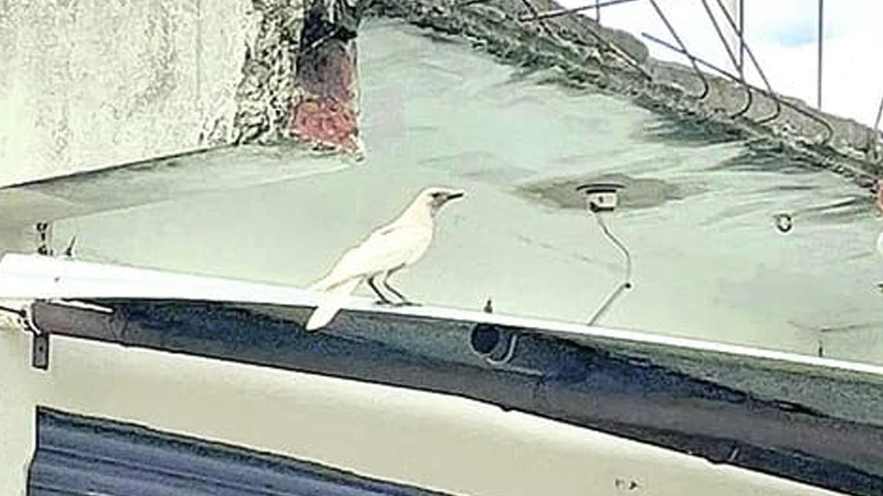 Telangana: తెల్లకాకిని మీరెప్పుడైనా చూశారా.? చూస్తే ఆశ్చర్యపోతారు అంతే.!