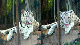 అయ్యో.. తిరుపతి జూలో ఇక సమీర్ కనిపించదు..