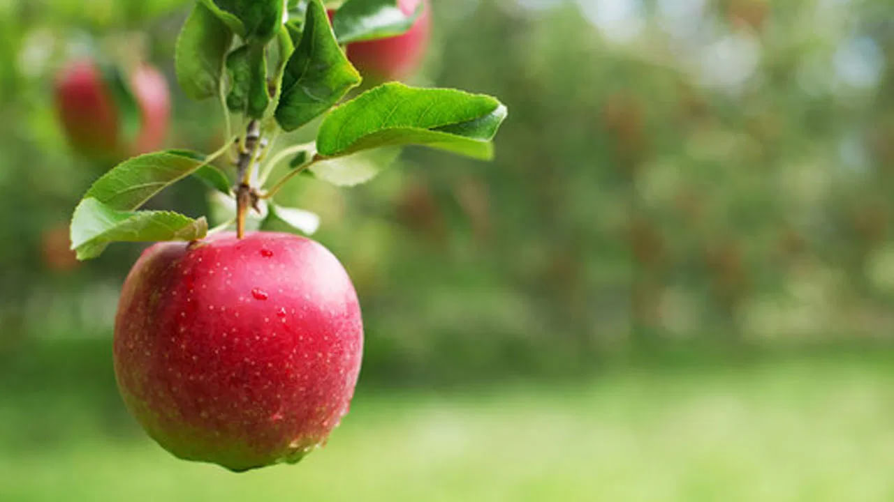 Apple: నెల రోజుల పాటు ఖాళీ కడుపుతో ఆపిల్ తింటే ఏమవుతుందో తెలుసా..?