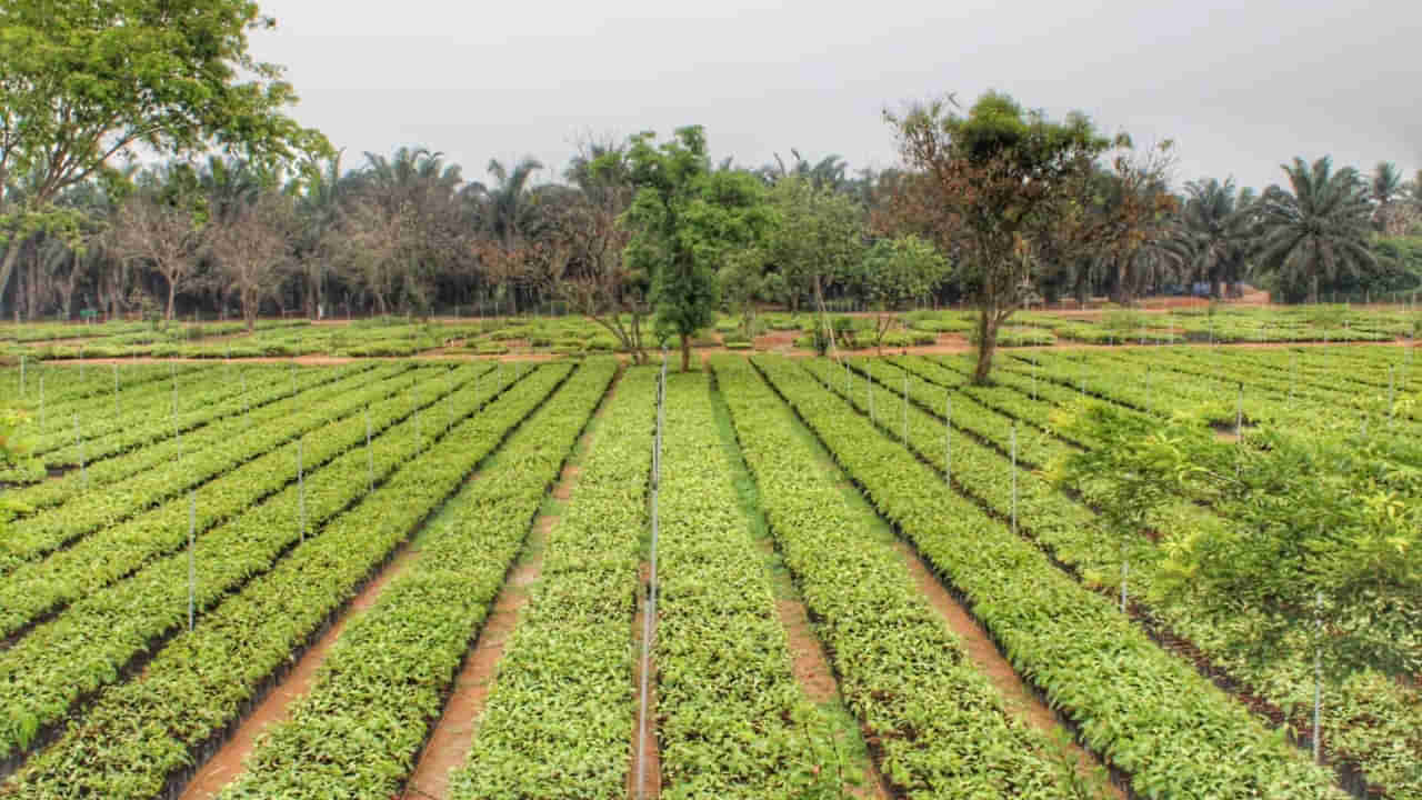 Women-led nursery: అతిపెద్ద సింగిల్సైట్ నర్సరీ.. మహిళలే అన్నీ తామై నడిపిస్తున్నారు
