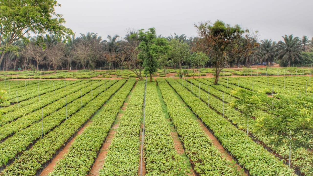 Women-led nursery: అతిపెద్ద సింగిల్సైట్ నర్సరీ.. మహిళలే అన్నీ తామై నడిపిస్తున్నారు