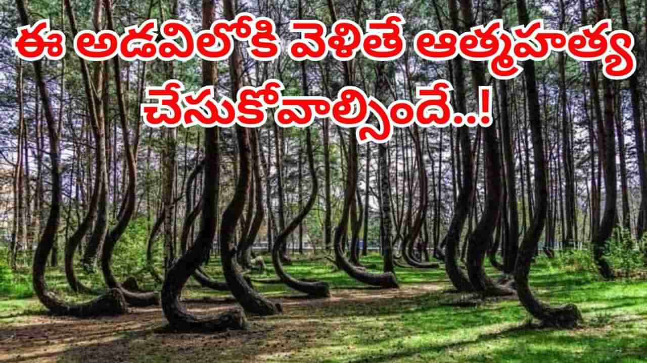 ఓరీ దేవుడో.. ఈ అడవిలోకి వెళితే ఆత్మహత్య చేసుకోవాల్సిందే..! ఈ ప్రాణాంతక ఫారెస్ట్ ఎక్కడుందంటే..