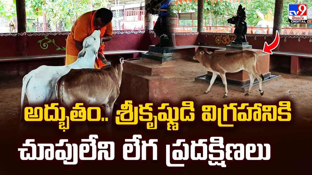 అద్భుతం.. శ్రీకృష్ణుడి విగ్రహానికి చూపులేని లేగ ప్రదక్షిణలు