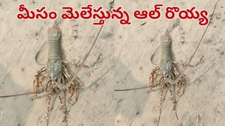 Andhra Pradesh: మీసం మెలేస్తున్న ఆల్ రొయ్య.. ధర తెలిస్తే అవాక్కవ్వాల్సిందే..