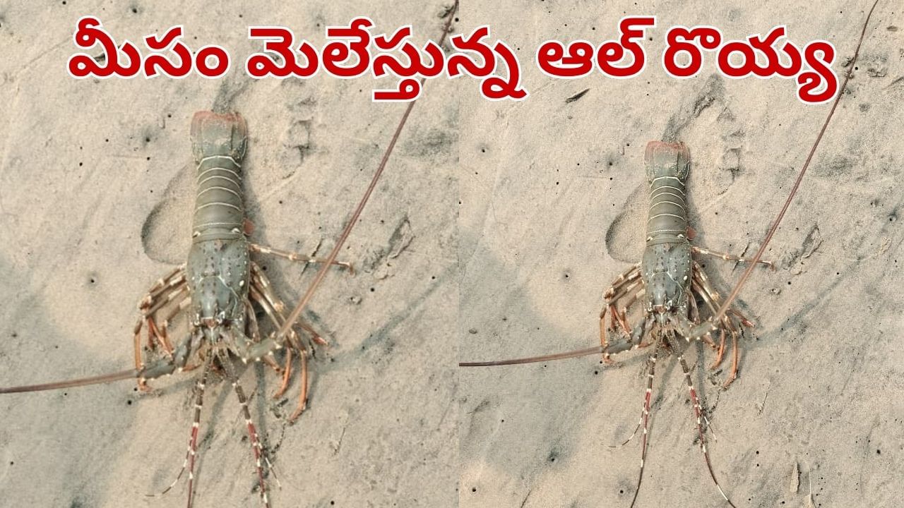Andhra Pradesh: మీసం మెలేస్తున్న ఆల్ రొయ్య.. ధర తెలిస్తే అవాక్కవ్వాల్సిందే..