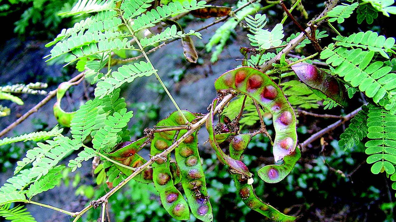  అకాసియా మొక్క: అకాసియా ఇదొక ముళ్ల మొక్క, కాబట్టి ఈ ముళ్ల మొక్కను ఇంట్లో నాటడం అంత మంచిదికాదు. ఈ మొక్క ఇంట్లో చికాకు,గొడవలు, ఉద్రిక్తతను పెంచుతుంది. అకాసియా సంబంధాల సామరస్యాన్ని నాశనం చేస్తుంది, మానసిక అశాంతిని పెంచుతుంది కాబట్టి ఈ మొక్కను నాటడం సరైనది కాదు.
