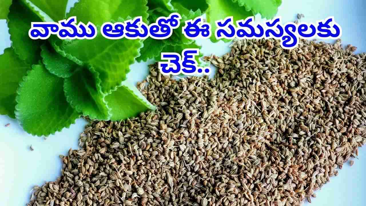 Ajwain Leaves: చలికాలంలో వాము ఆకుల ప్రయోజనాలు తెలిస్తే అస్సలు విడిచిపెట్టరు..!