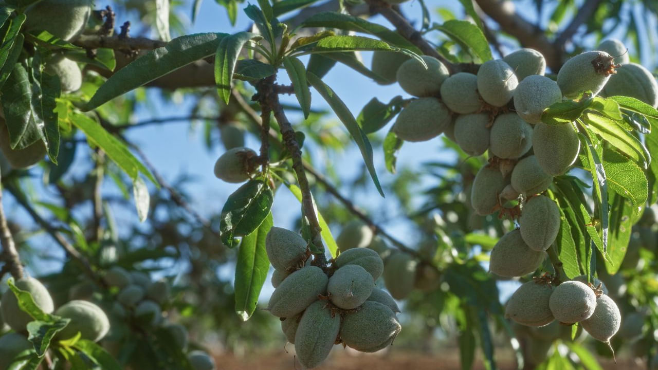 భారతదేశంలో బాదం గింజలు పెద్ద పరిమాణంలో పండిస్తారు. బాదం మరియు వాటి ఆకులను ఔషధంగా కూడా ఉపయోగిస్తారు. కానీ మీరు కొన్ని ఇంటి వెలుపల లేదా లోపల బాదం చెట్లను చూసి ఉంటారు. ఇలా నాటడం వాస్తు ప్రకారం మంచిదేనా అంటే అవుననే చెబుతున్నారు నిపుణులు. సాధారణంగా ఇంటికి నైరుతి దిశలో ఈ బాదం చెట్టును నాటడం చాలా ముఖ్యమని నిపుణులు అంటున్నారు. ఇలా చేయడం వల్ల ఇంట్లో ఆనందం శ్రేయస్సు పెరుగుతుందని వాస్తు నిపుణులు చెబుతున్నారు.