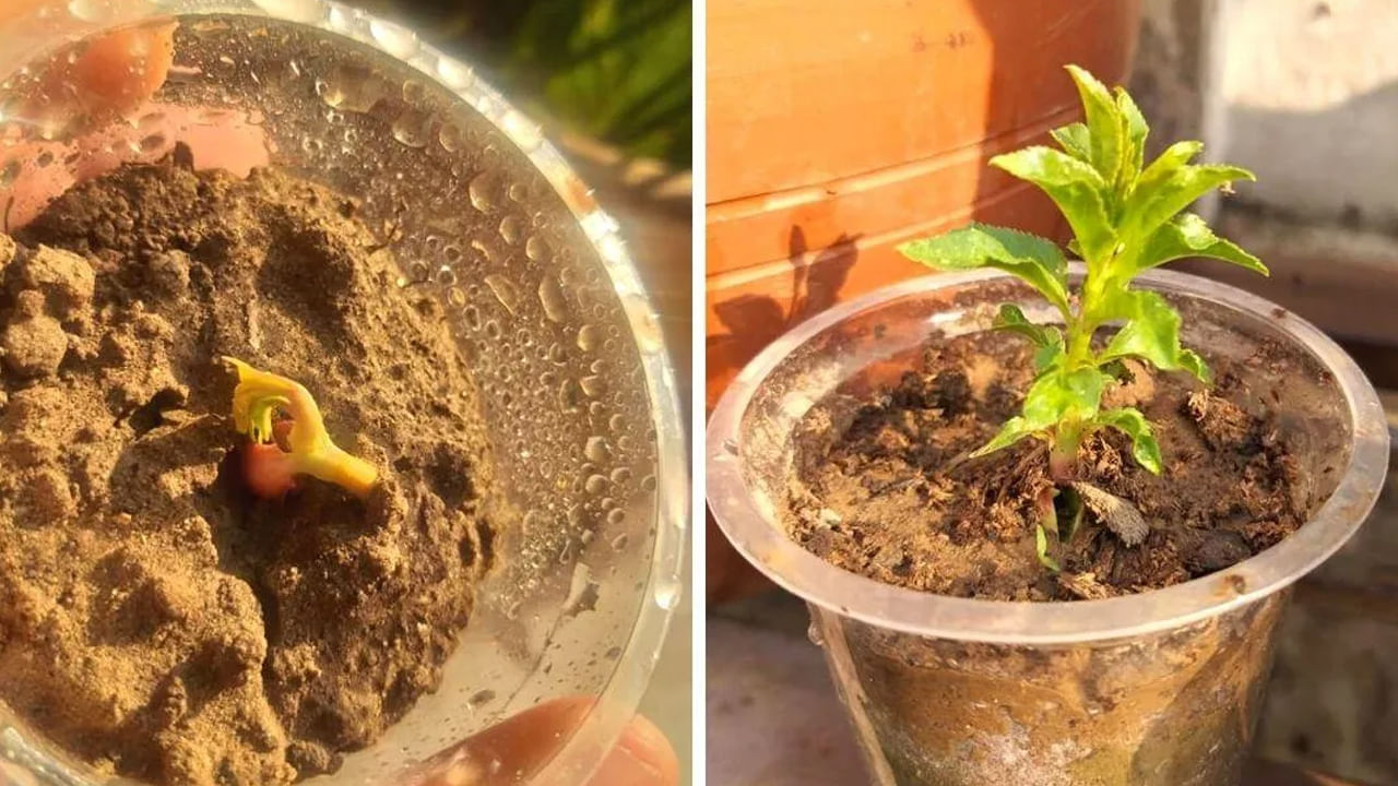  మీరు ఇంట్లో కుండీలలో బాదం మొలకలను నాటవచ్చు. అవి పెరిగేకొద్దీ వాటిని బహిరంగ ప్రదేశాలలో నాటవచ్చు. బాదం చెట్లు వ్యాపారంలో పురోగతిని తెస్తాయి. అలాగే మీ ఇంటికి శాంతిని తెస్తాయి.  బాదం చెట్టు ఇంటి బయట ఉంటే, వేసవిలో నిమ్మ చెట్టు ఇచ్చినంత చల్లదనాన్ని అందిస్తుంది. కాబట్టి, ఇంట్లో బాదం చెట్టు నాటడం చాలా శుభప్రదం.  