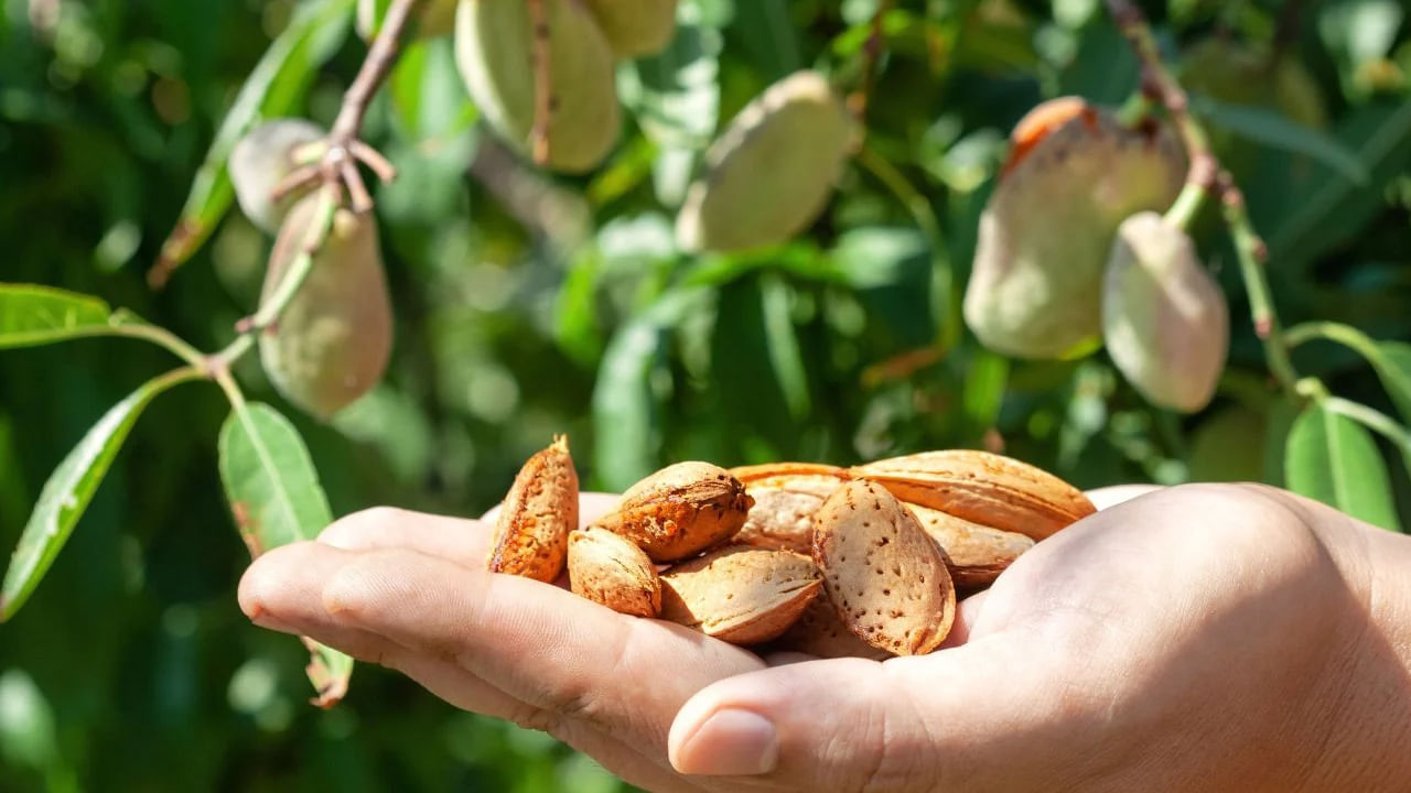 భారతదేశంలో బాదం గింజలు పెద్ద ఎత్తున పండిస్తారు. బాదం, వాటి ఆకులను ఔషధంగా కూడా ఉపయోగిస్తారు. కానీ మీరు కొన్ని ఇళ్ల బయట బాదం చెట్లను చూసి ఉంటారు, కాబట్టి ఇంటి లోపల లేదా బయట బాదం చెట్టును నాటడం శుభమా లేదా అశుభమా? వాస్తు ఏమి చెబుతుందో తెలుసుకుందాం.  