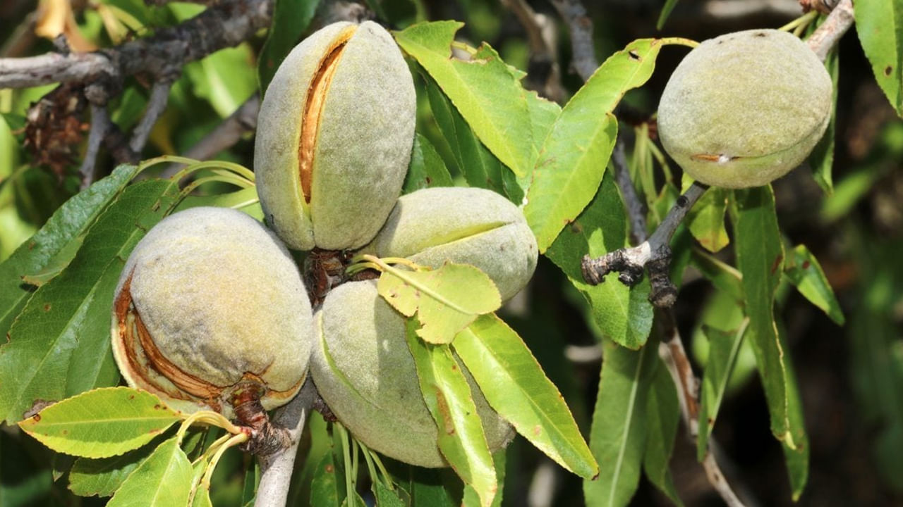  హిందూ మతంలో చెట్లను దేవుళ్లుగా భావిస్తారు. అలాగే ఈ చెట్ల గురించి వాస్తు శాస్త్రంలో కూడా కొన్ని ప్రస్థావనలు ఉన్నాయి. ప్రతి చెట్టు ప్రాముఖ్యతను వాస్తు శాస్త్రంలో ప్రస్తావించారు. అందులో బాదం చెట్టు కూడా ఉంది. ఈ చెట్టు ఆకులు, వాటి  ఫలాలను ఔషధంగా కూడా ఉపయోగిస్తారు. 