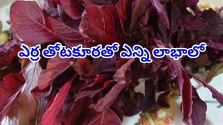 మఖానా, పాలు కలిపి తింటున్నారా..? అయితే, ఈ విషయాలు తప్పక తెలుసుకోండి..