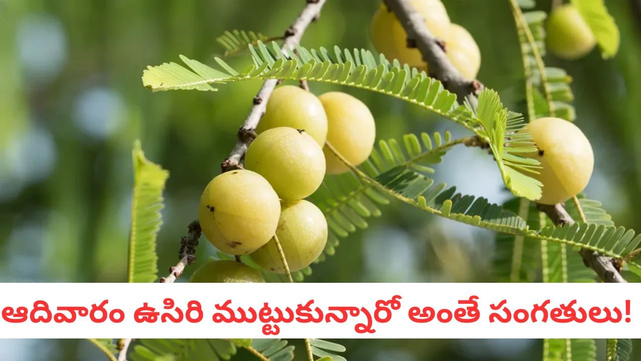 Amla Facts: ఆదివారం వద్దు.. రాత్రిళ్లు అసలే వద్దు.. ఉసిరికాయను ఇలా తింటే అలక్ష్మీ దోషం!