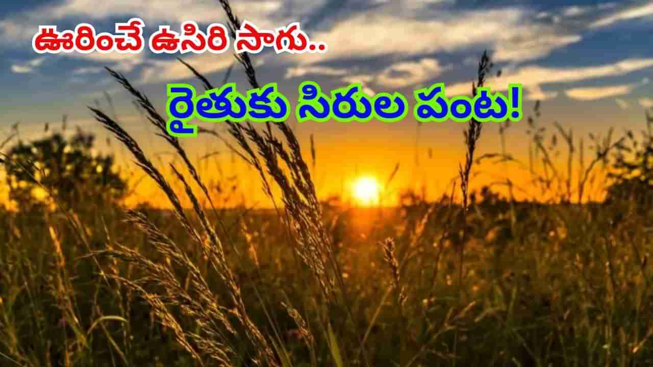 ఈ పంటకు ఏడాది పొడవునా భారీ డిమాండ్.. ఒకసారి నాటితే 30 ఏళ్లపాటు దిగుబడి.. లక్షల్లో ఆదాయం..!?