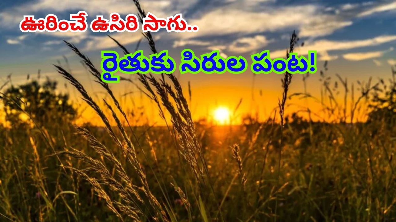 ఈ పంటకు ఏడాది పొడవునా భారీ డిమాండ్.. ఒకసారి నాటితే 30 ఏళ్లపాటు దిగుబడి.. లక్షల్లో ఆదాయం..!?
