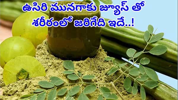ఉసిరి మునగాకు జ్యూస్ తాగితే ఏమౌతుందో తెలుసా..? శరీరంలో మ్యాజిక్ జరిగినట్టే..!