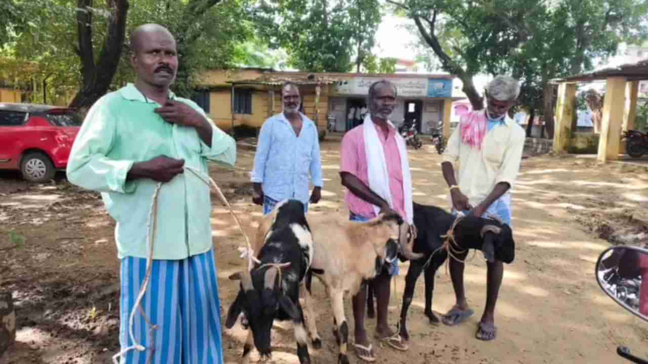 Andhra News: పొట్టేళ్లు పోతున్నాయని పీఎస్కు రైతులు.. పోలీసులు రియాక్షన్ ఏంటో తెలుసా?