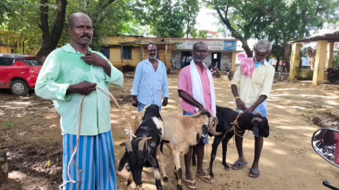 Andhra News: పొట్టేళ్లు పోతున్నాయని పీఎస్కు రైతులు.. పోలీసులు రియాక్షన్ ఏంటో తెలుసా?