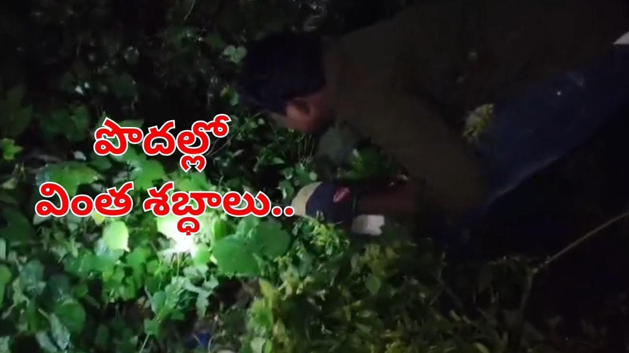 Watch: రాత్రిపూట.. పొదల్లొంచి వింత శబ్ధాలు.. టార్చ్‌వేసి చూడగా..