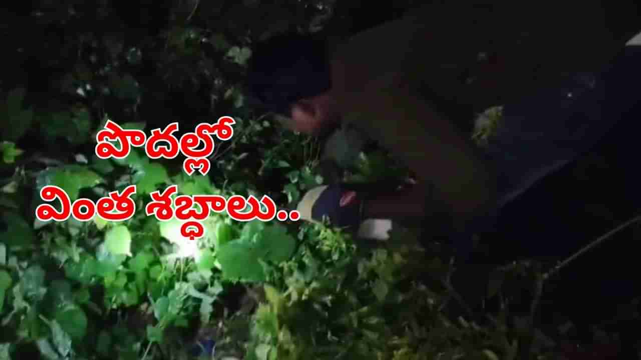 Watch: రాత్రిపూట.. పొదల్లొంచి వింత శబ్ధాలు.. టార్చ్‌వేసి చూడగా..