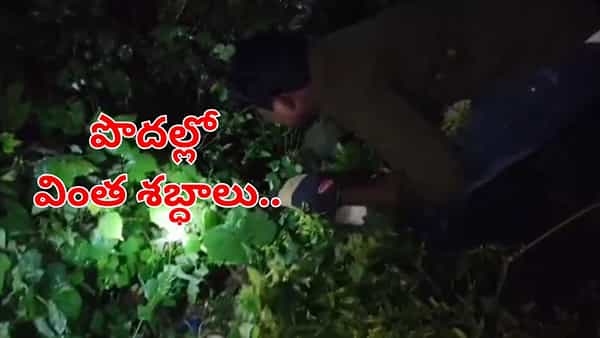 Watch: రాత్రిపూట.. పొదల్లొంచి వింత శబ్ధాలు.. టార్చ్వేసి చూడగా..