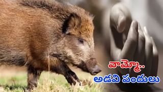 Andhra: అడవి పందిని వేటాడేందుకు వెళ్లాడు.. కట్ చేస్తే.. ఆపై కాసేపటికే