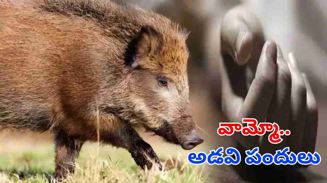 Andhra News: ఏలూరు ఏజెన్సీ వాసులును వణికిస్తున్న అడవి పందులు.. ఇంతకు అక్కడ ఏం జరుగుతుంది