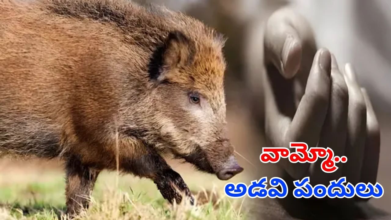 Andhra News: ఏలూరు ఏజెన్సీ వాసులును వణికిస్తున్న అడవి పందులు.. ఇంతకు అక్కడ ఏం జరుగుతుంది