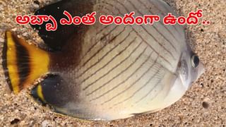 Andhra News: వీన్ని చూసి అమాయకుడనుకునేరు.. మనోడి.. బ్యాక్ గ్రౌండ్ తెలుసుకొని ఖాకీలే కంగుతిన్నారు!