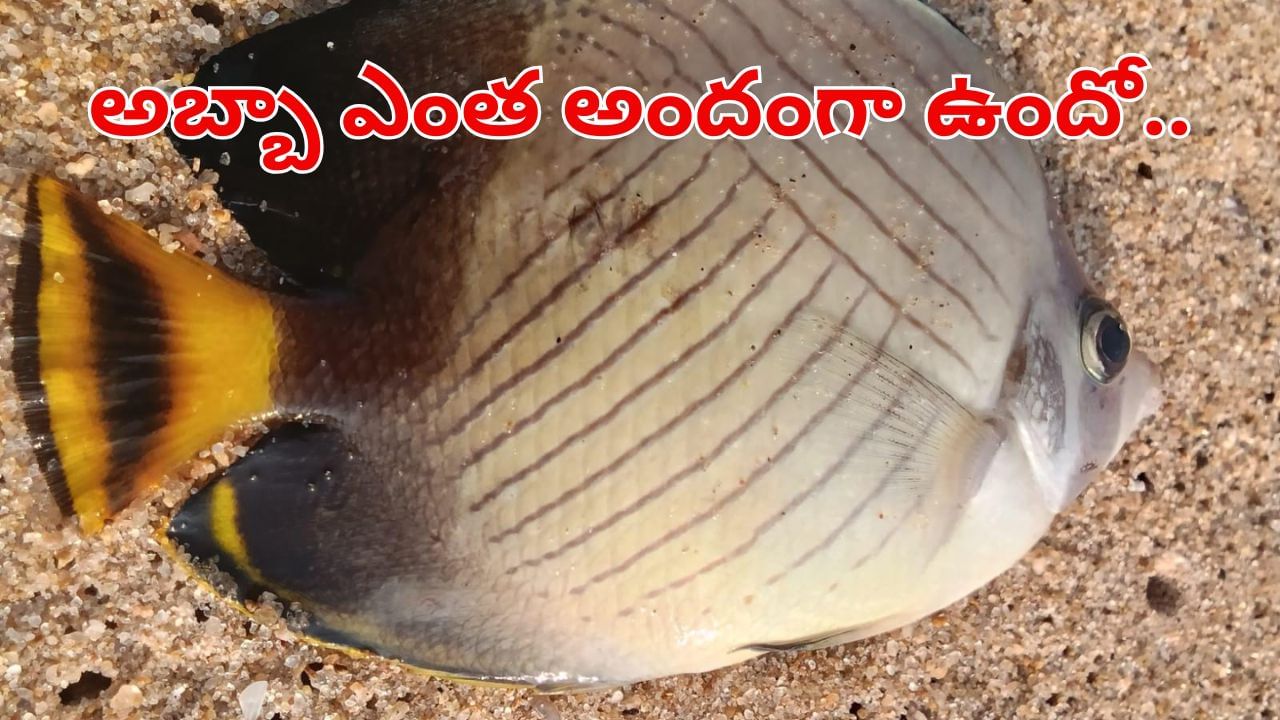 Andhra News: అబ్బా ఎంత అందంగా ఉందో.. ఇలాంటి చేపను మీరెప్పుడైనా చూశారా?