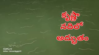 Watch Video: అయ్య బాబోయ్.. ఇదేమి వింత.. శివాలయం వెనుక వందలాది సర్పాలు..!