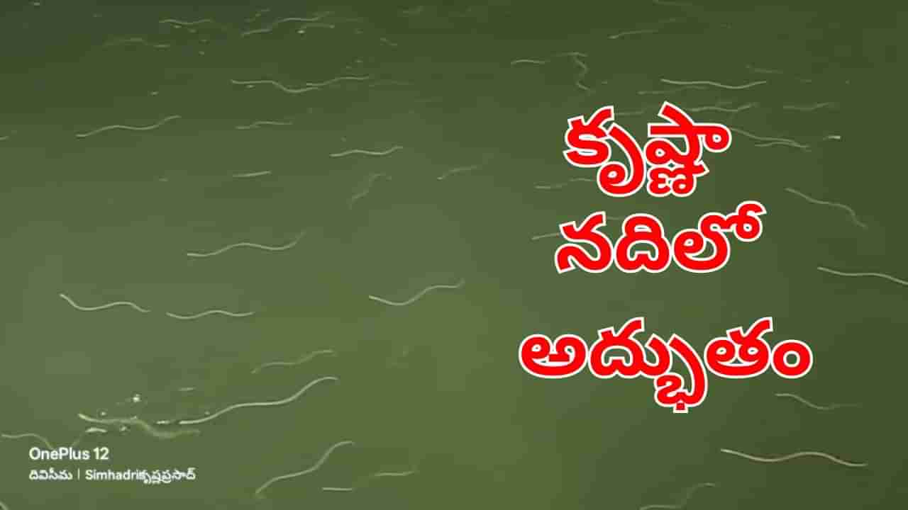 Watch Video: అయ్య బాబోయ్.. ఇదేమి వింత.. శివాలయం వెనుక వందలాది సర్పాలు..!