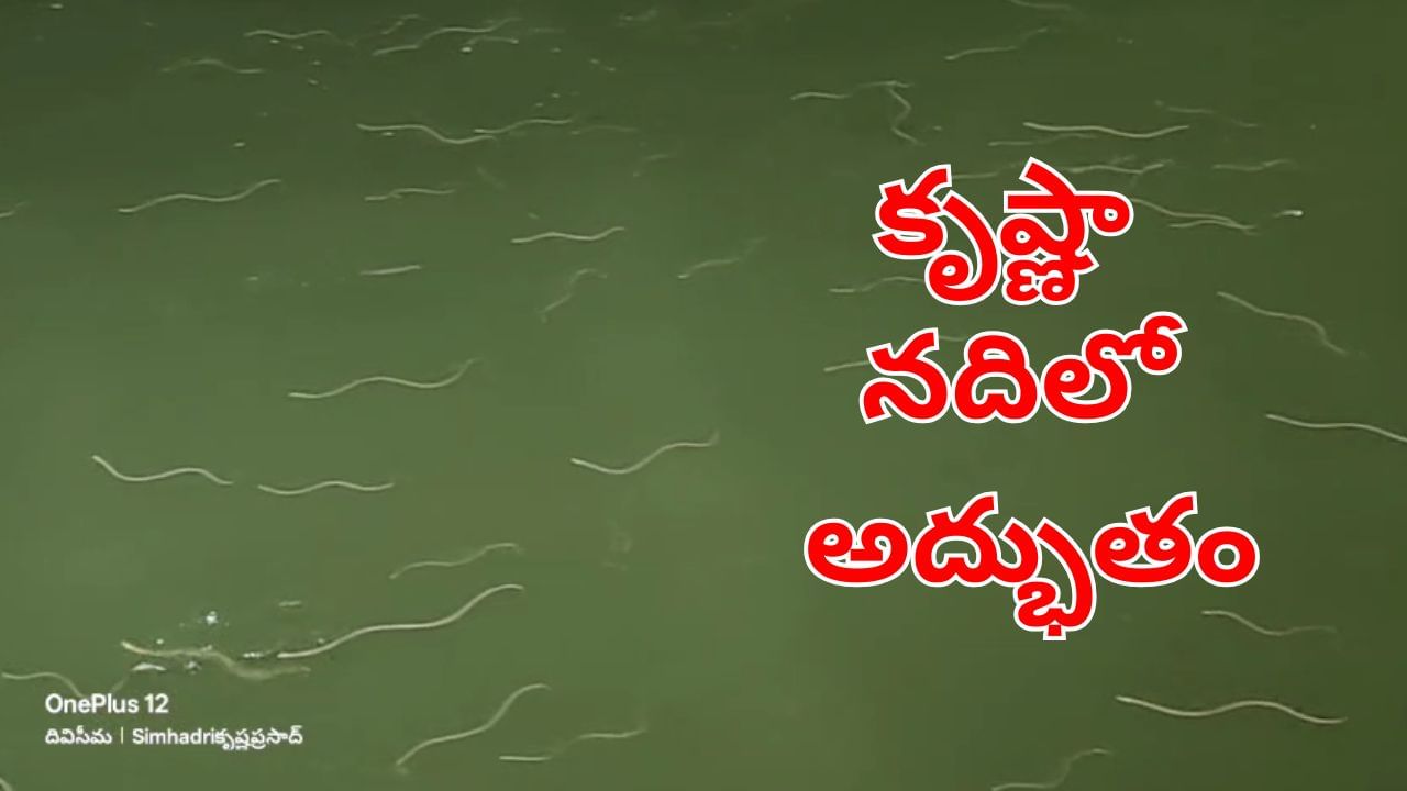 Watch Video: అయ్య బాబోయ్.. ఇదేమి వింత.. శివాలయం వెనుక వందలాది సర్పాలు..!