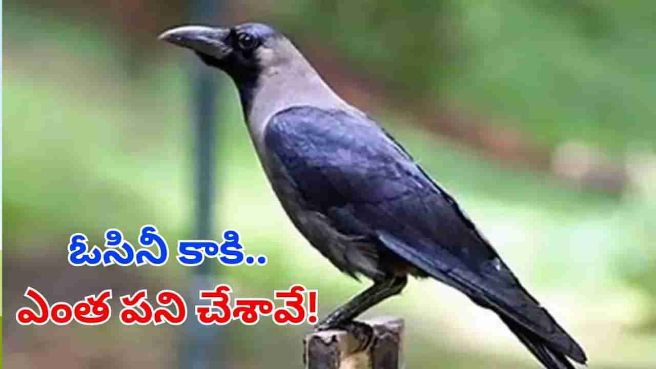 Andhra News: కాకి పెట్టిన మంట..! కాలి బూడిదైన నాలుగిళ్లు.. అసలు మ్యాటర్ తెలిస్తే..