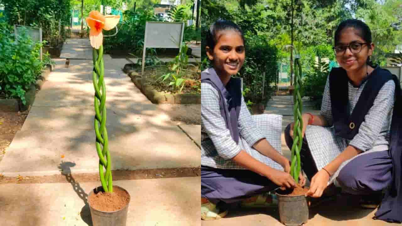 వాలు జడలా వయ్యారంగా ఉన్న ఈ మొక్కను చూశారా?.. దీని ప్రత్యేకత ఏంటో తెలుసా?