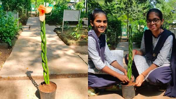 వాలు జడలా వయ్యారంగా ఉన్న ఈ మొక్కను చూశారా?.. దీని ప్రత్యేకత ఏంటో తెలుసా?