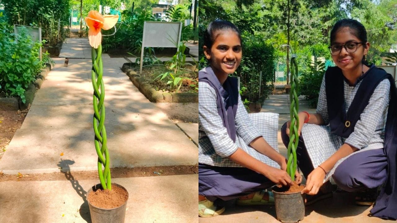 వాలు జడలా వయ్యారంగా ఉన్న ఈ మొక్కను చూశారా?.. దీని ప్రత్యేకత ఏంటో తెలుసా?