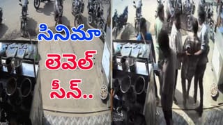 NTR District: చూశారా ఈ చిత్రం.. మిరప చెట్టుకు కాసిన టమాటాలు, వంకాయలు…