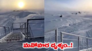 బెంగాల్ టైగర్ ఎన్‌క్లోజర్‌లోకి ఎంట్రీ ఇచ్చిన సైబీరియన్ పులి.. నెక్ట్స్ సీన్ చూస్తే షాక్..!