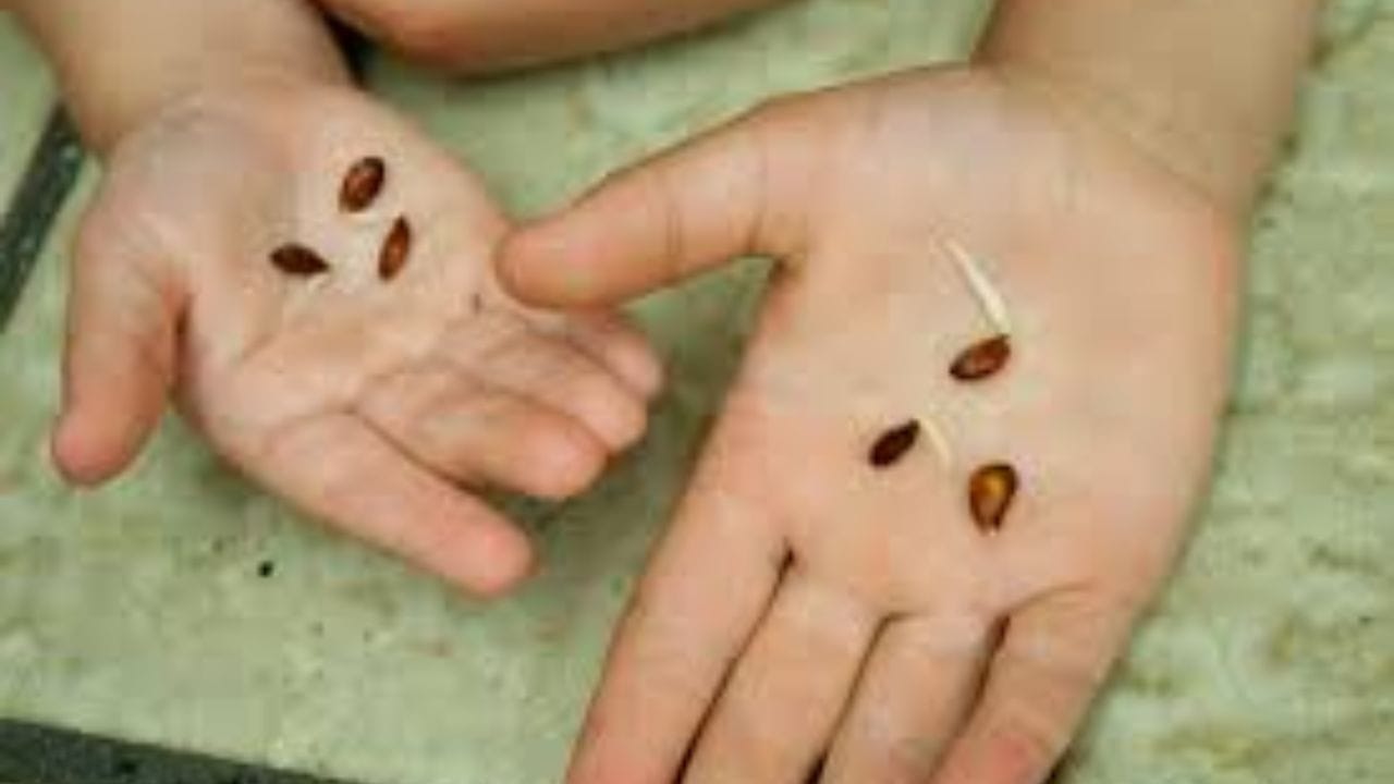 ఇవే కాకుండా ఆపిల్ గింజలు, చెర్రీస్, ఆప్రికాట్లు, బాదంపప్పులలో అమిగ్డాలిన్ అనే సమ్మేళనం ఉంటుంది, ఇది శరీరంలోకి సైనైడ్ను విడుదల చేస్తుంది. వీటిని తక్కువ మొత్తంలో తీసుకుంటే ప్రమాదకరం కాదు. కానీ వైద్యులు సిఫార్సు చేసిన మొత్తం కంటే ఎక్కువ తినడం చాలా ప్రమాదకరమని ఆరోగ్య నిపుణులు హెచ్చరిస్తున్నారు. కాబట్టి వీటిని తినే ముందు వైద్యులను సంప్రదించండి.