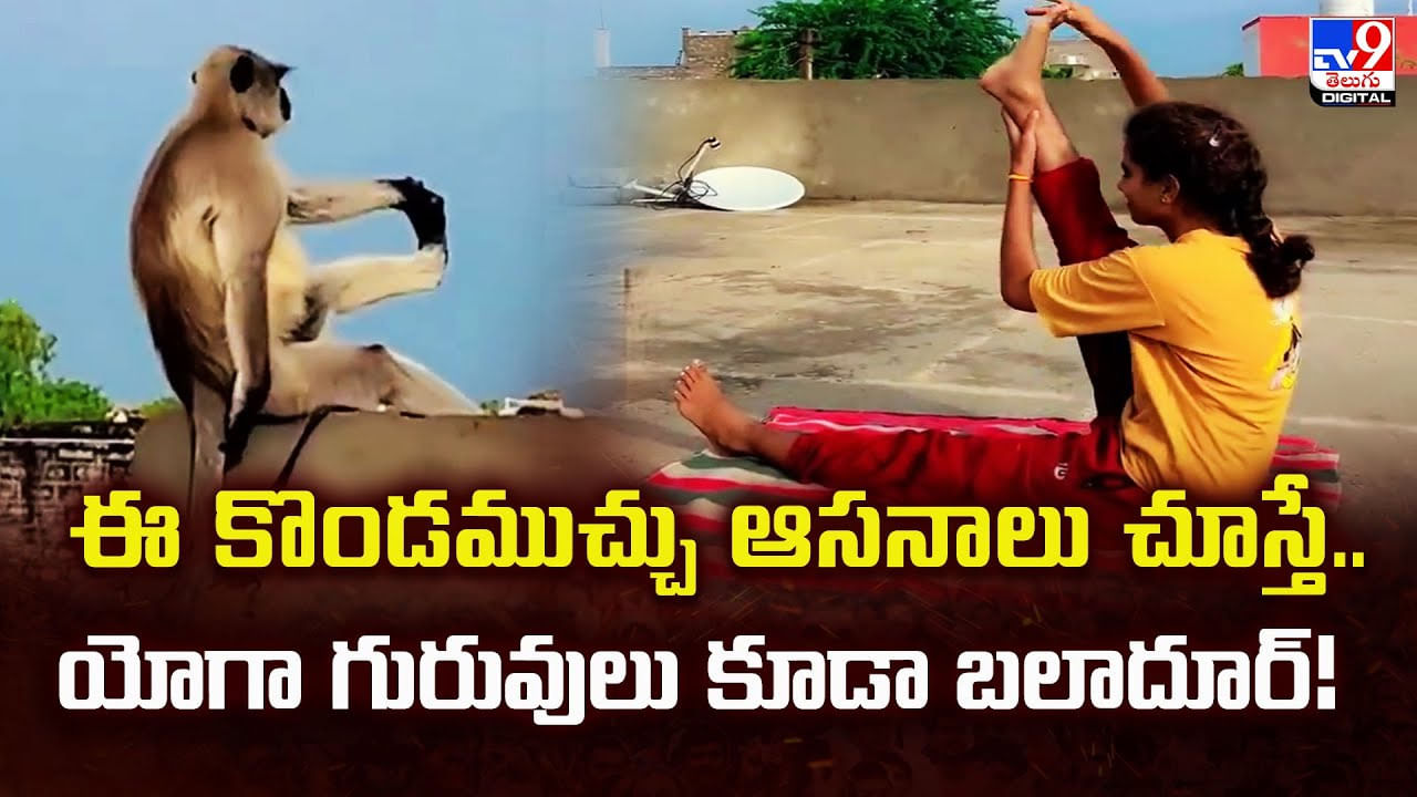 ఈ కొండముచ్చు ఆసనాలు చూస్తే.. యోగా గురువులు కూడా బలాదూర్‌