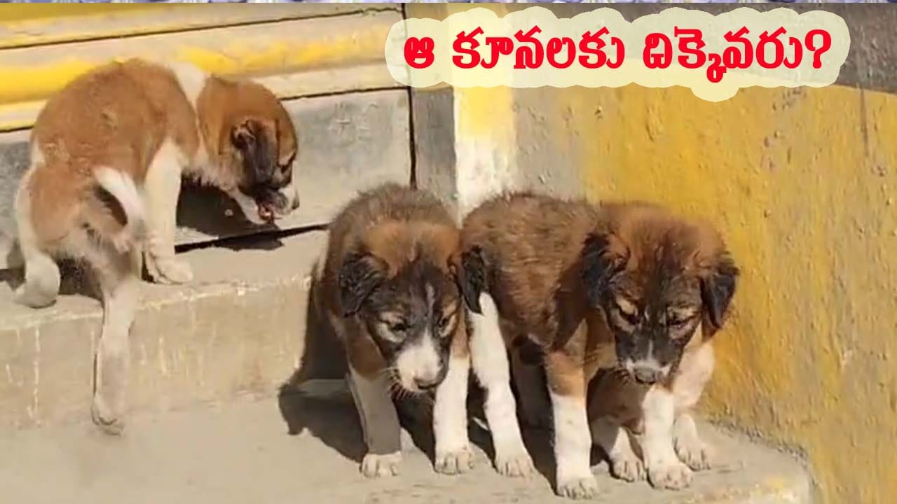 అయ్యో పాపం.! చనిపోయిన శునకం.. పాలు తాగిన పిల్లలు.. వీడియో చూస్తే కన్నీళ్లు ఆగవు అయ్యో పాపం.! చనిపోయిన శునకం.. పాలు తాగిన పిల్లలు.. వీడియో చూస్తే కన్నీళ్లు ఆగవు