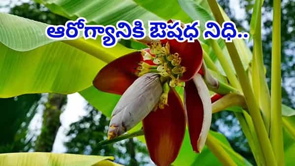 పువ్వు కాదిది.. పోషకాల పుట్ట..! సంపూర్ణ ఆరోగ్యానికి ఔషధ నిధి..!