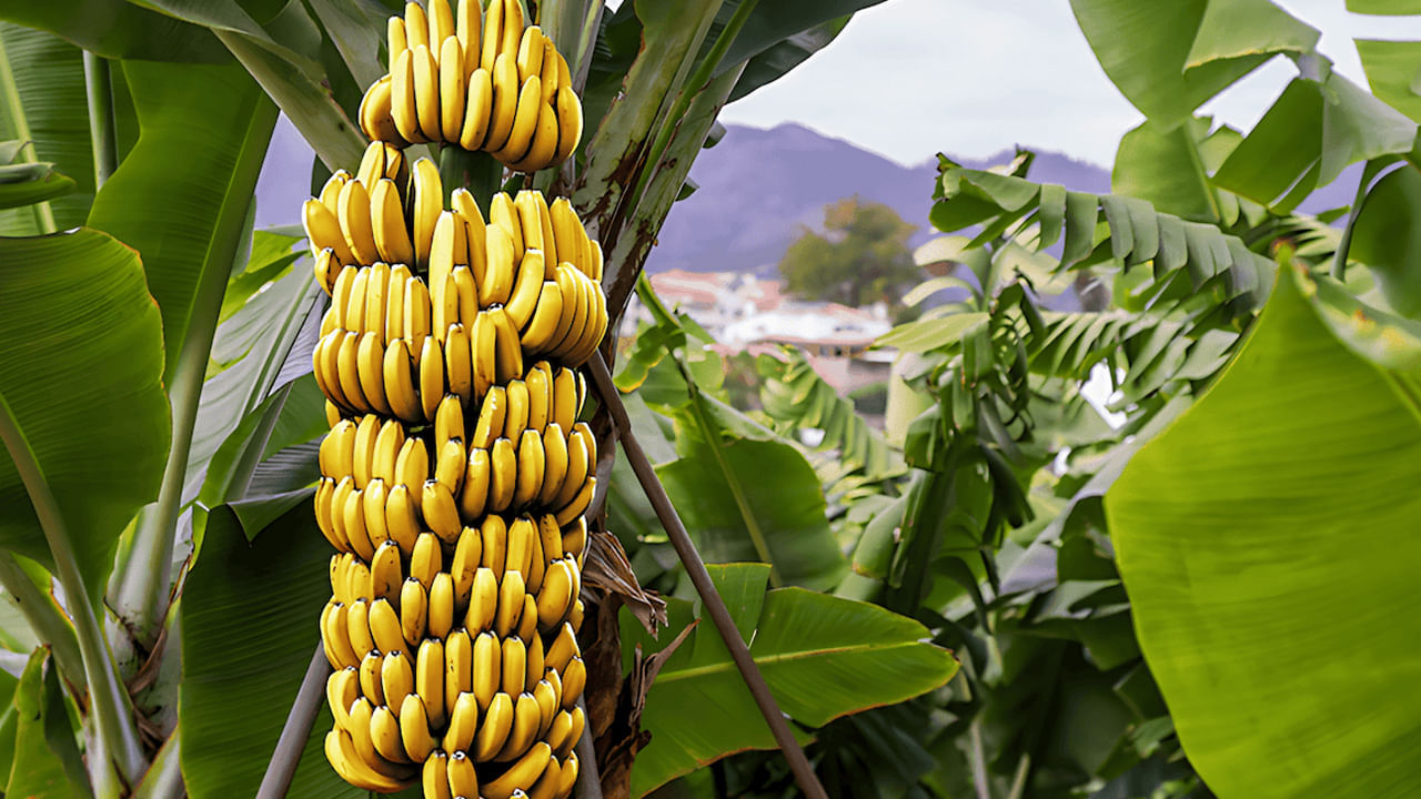 హిందూ వేద జ్యోతిషశాస్త్రం ప్రకారం, ఒక మాంగళ దోష వ్యక్తిని అరటి చెట్టు, రావి చెట్టుతో వివాహం చేస్తే సమస్య తొలగిపోతుందని నమ్ముతారు. అమంగళవారం ఉపవాసం ఉండటం కూడా ప్రభావవంతమైన నివారణగా పరిగణించబడుతుంది.