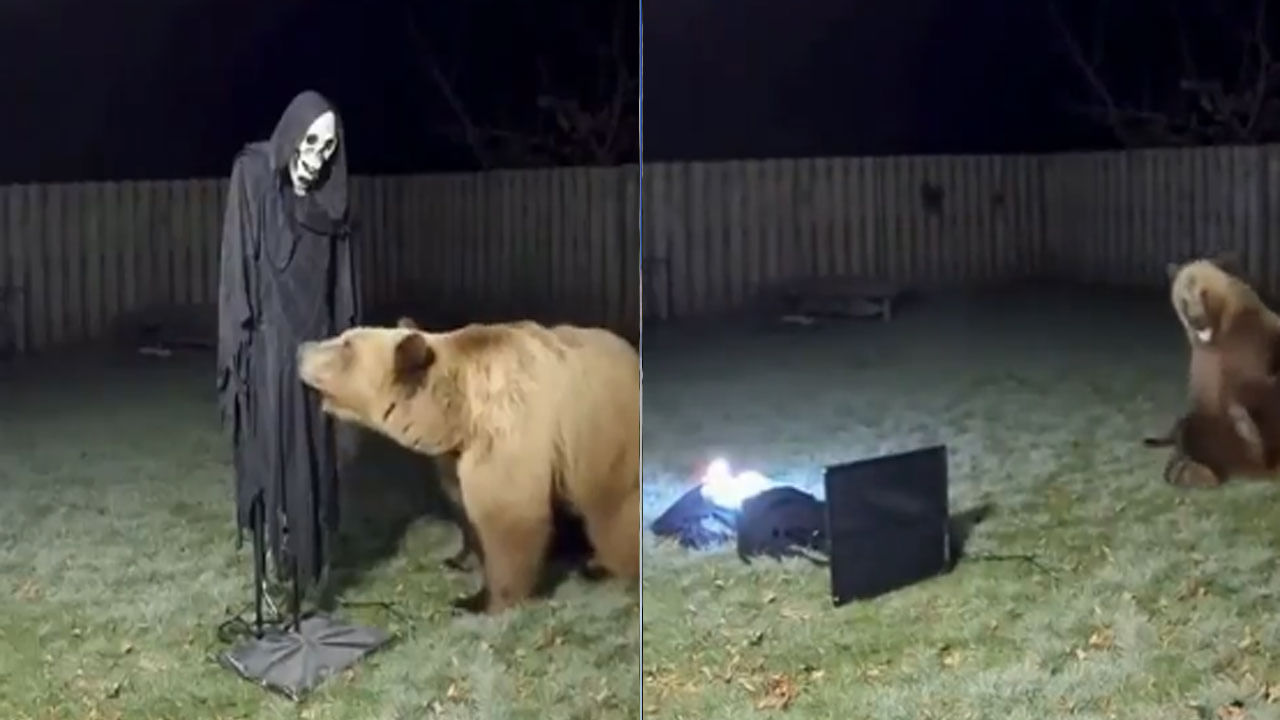 Viral Video: ఎలుగుబంటి భయపడింది చూస్తే మాత్రం పొట్టచెక్కలవ్వాల్సిందే... ఒక్కసారి గుండె అగినంత పనైందిగా