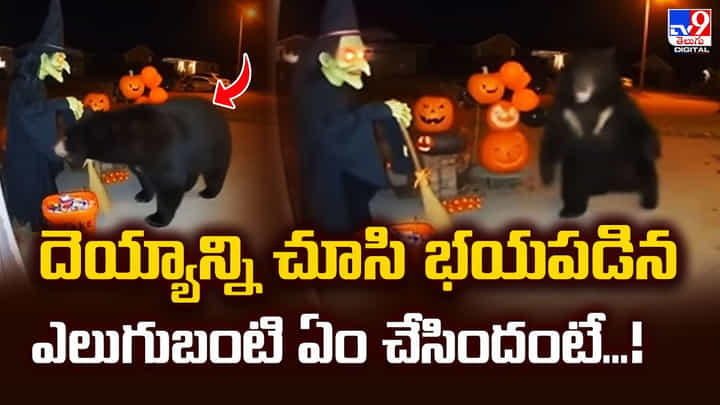 దెయ్యాన్ని చూసి భయపడిన ఎలుగుబంటి ఏం చేసిందంటే.. మస్త్ ఫీల్ ఉంది మామా దెయ్యాన్ని చూసి భయపడిన ఎలుగుబంటి ఏం చేసిందంటే.. మస్త్ ఫీల్ ఉంది మామా