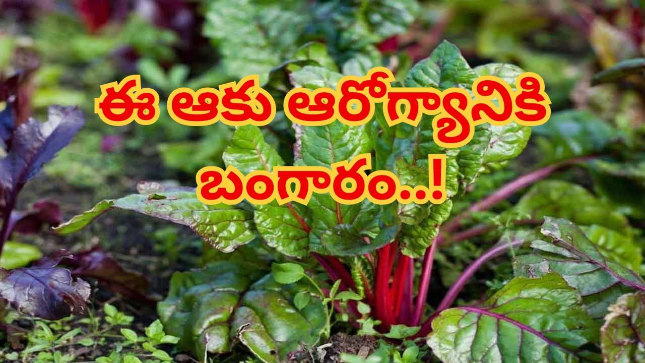 బీట్రూట్ మాత్రమే కాదు.. ఆకులు కూడా బంగారమే..! ఊహించని లాభాలు..